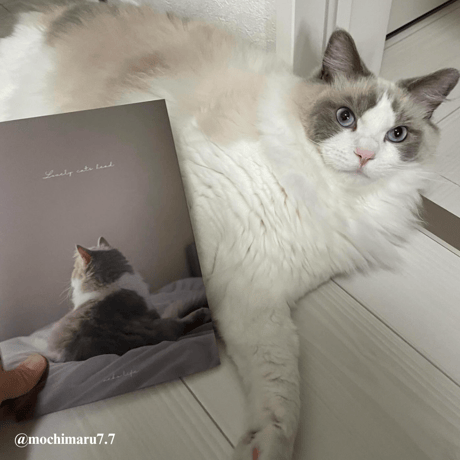 Photo Book " Lovely cats head " No.2