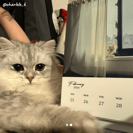 Neko Life 2024 Calendar｜weekly vol.03