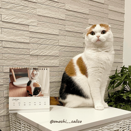 Neko Life 2024 Calendar｜weekly vol.05
