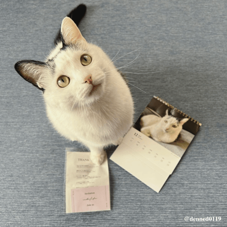 Neko Life 2023 Calendar｜weekly No.1
