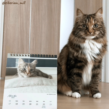 Neko Life 2024 Calendar｜weekly vol.03