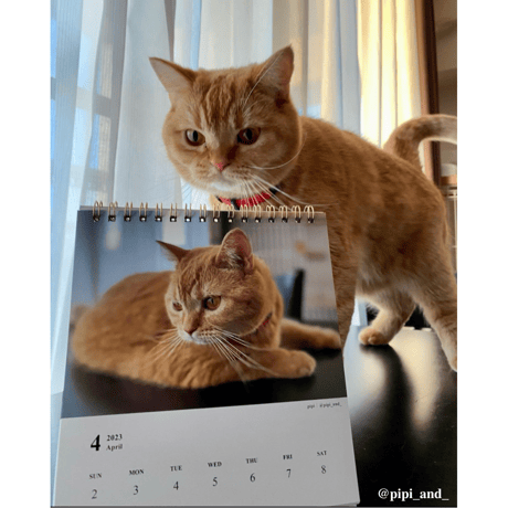 Neko Life 2023 Calendar｜weekly No.1