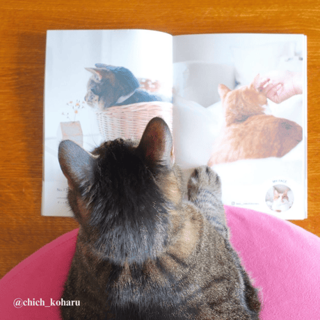 Photo Book " Lovely cats head " No.2