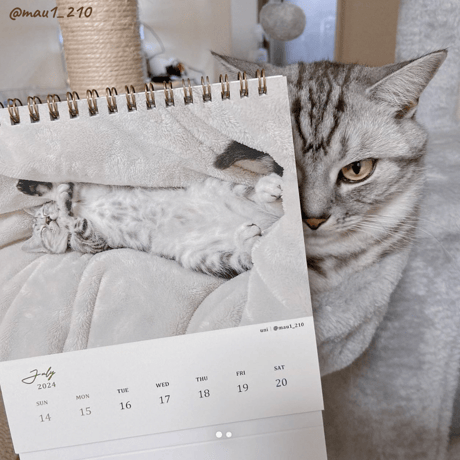 Neko Life 2024 Calendar｜weekly vol.03
