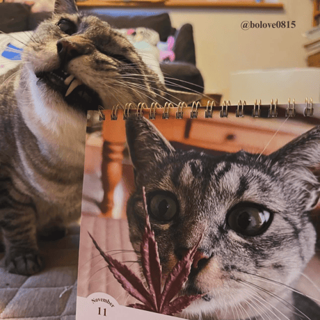 2025 Calendar No.09