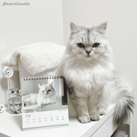Neko Life 2024 Calendar｜weekly vol.04