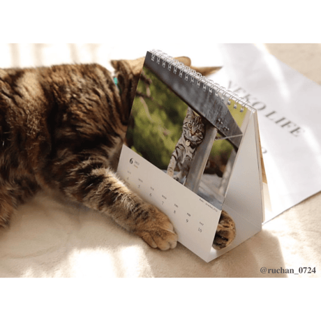 Neko Life 2023 Calendar｜weekly No.2