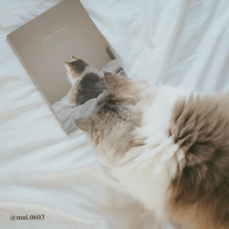 Photo Book " Lovely cats head " No.2