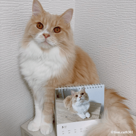 Neko Life 2023 Calendar｜weekly No.4
