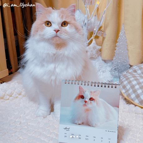 Neko Life 2024 Calendar｜weekly vol.01
