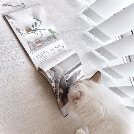 2nd Anniversary Cats Book