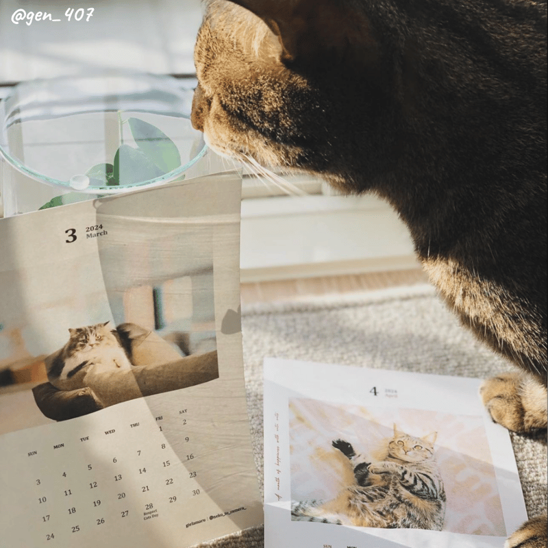 Neko Life 2024 Calendar｜monthly | Neko Life