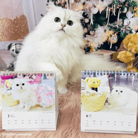 Neko Life 2023 Calendar｜weekly Invitation