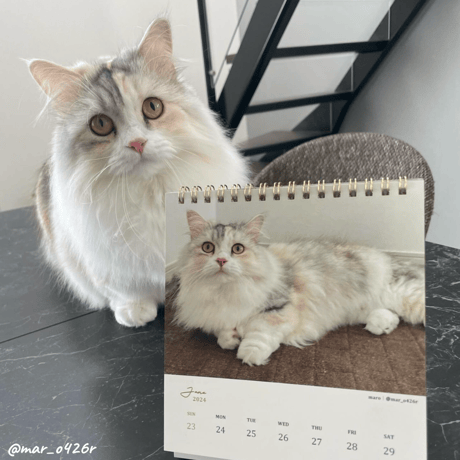 Neko Life 2024 Calendar｜weekly vol.05