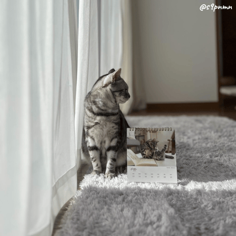 Neko Life 2024 Calendar｜weekly vol.05