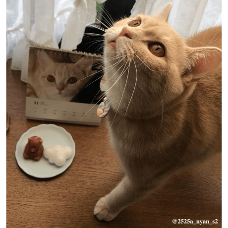 Neko Life 2023 Calendar｜weekly No.3