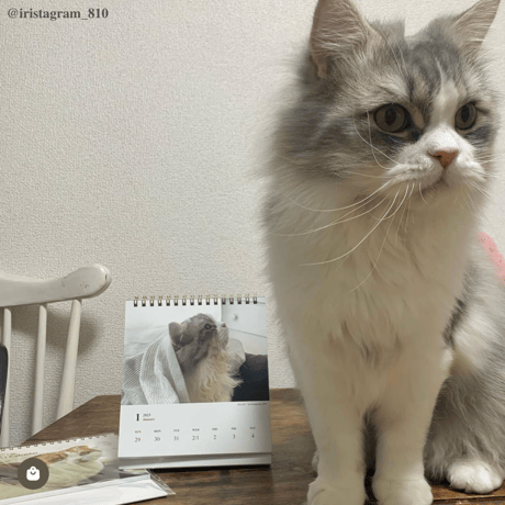 Neko Life 2023 Calendar｜weekly No.3