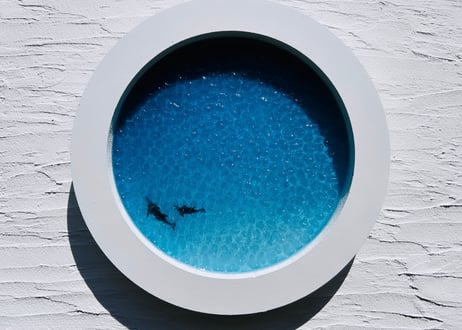 Dolphin art