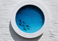 Dolphin art