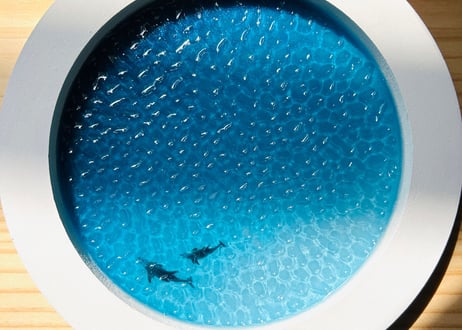 Dolphin art