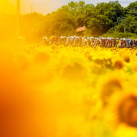 A2 Photo Panel - Sunflower