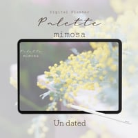 Undated【palette】mimosa