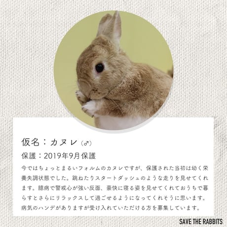 【個別寄付】砂粒症・腎臓結石で闘病するカヌレとボルドーお野菜代