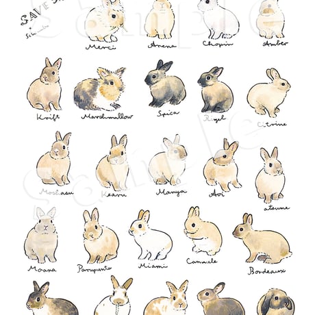 SAVE THE RABBITS x schinako クリアファイル