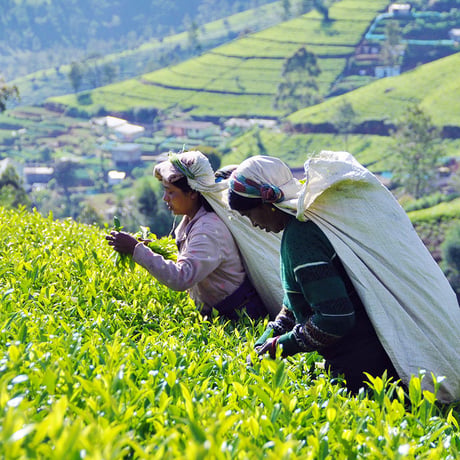 紅茶 ヌワラエリア 50g 【ラバーズリープ茶園】   2026年 ピーククオリティーシーズン新茶 NuwaraEliya