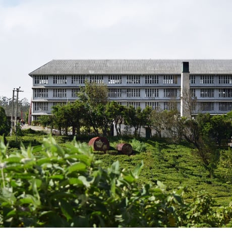 紅茶 ヌワラエリア 50g 【ラバーズリープ茶園】   2026年 ピーククオリティーシーズン新茶 NuwaraEliya