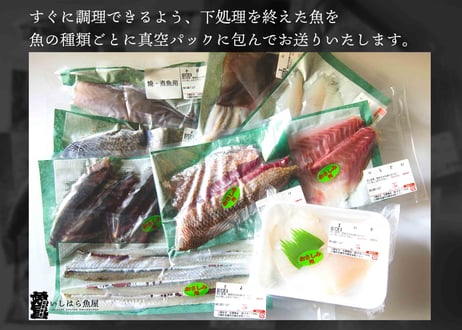 旬の鮮魚おまかせセット【送料別】【今季のブリ漁は終了致しました】