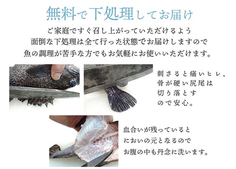 旬の鮮魚おまかせセット【送料別】【今季のブリ漁は終了致しました】