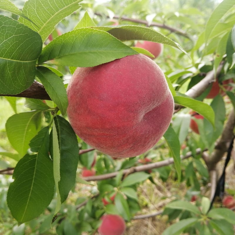 長野県産】桃 3kg入り | FARM&CIDERY KANESHIGE STORE