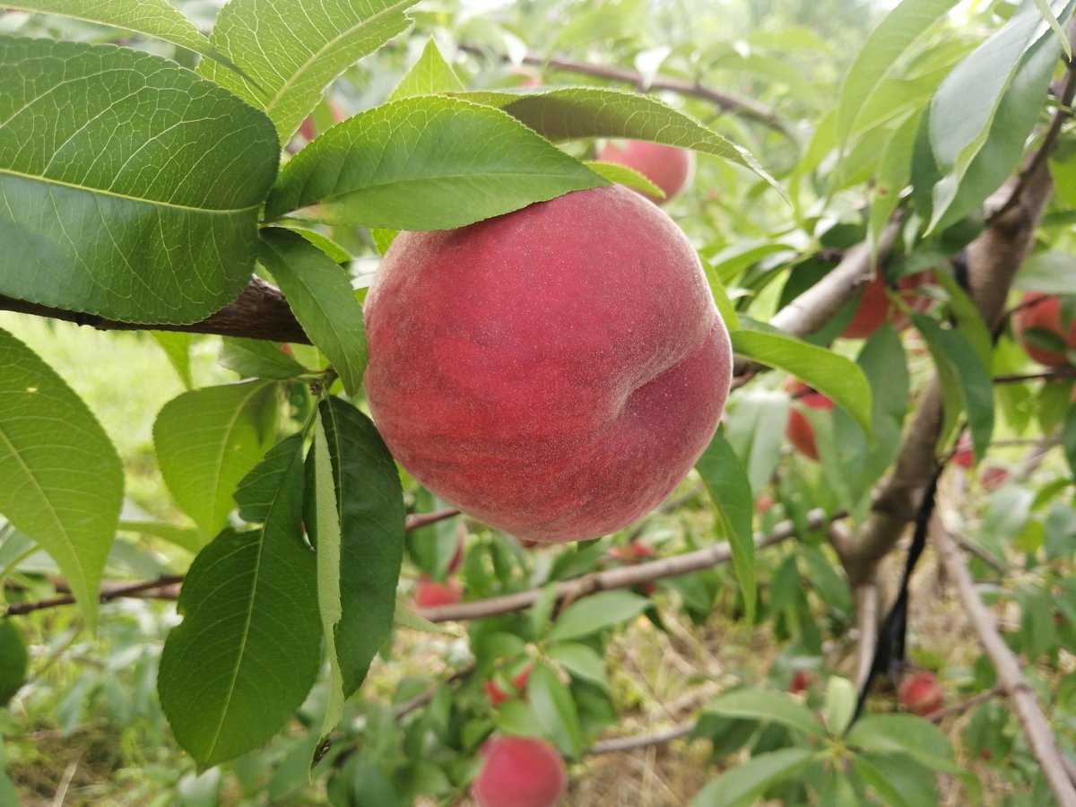 長野県産】桃 3kg入り | FARM&CIDERY KANESHIGE STORE