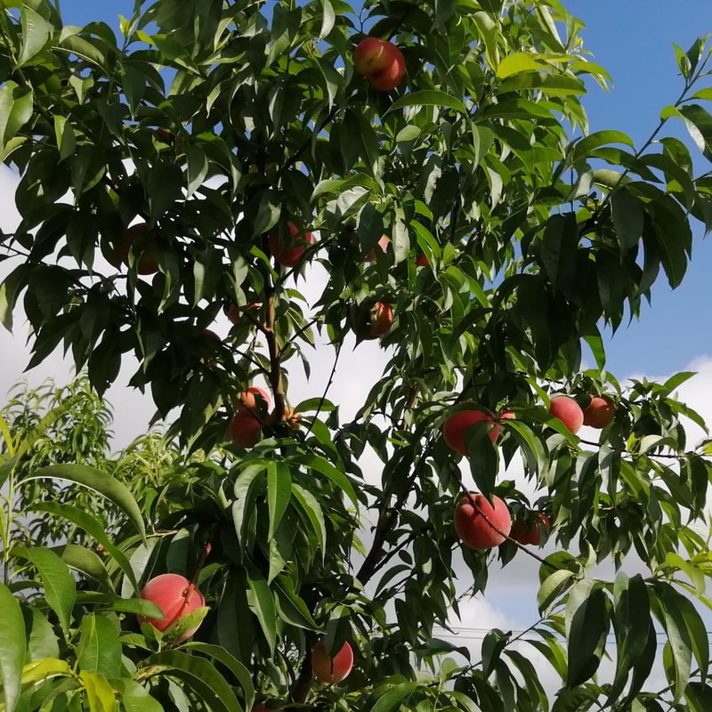 長野県産】桃 3kg入り | FARM&CIDERY KANESHIGE STORE