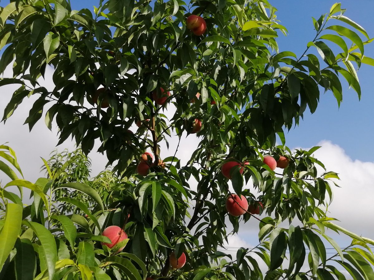 長野県産】桃 3kg入り | FARM&CIDERY KANESHIGE STORE
