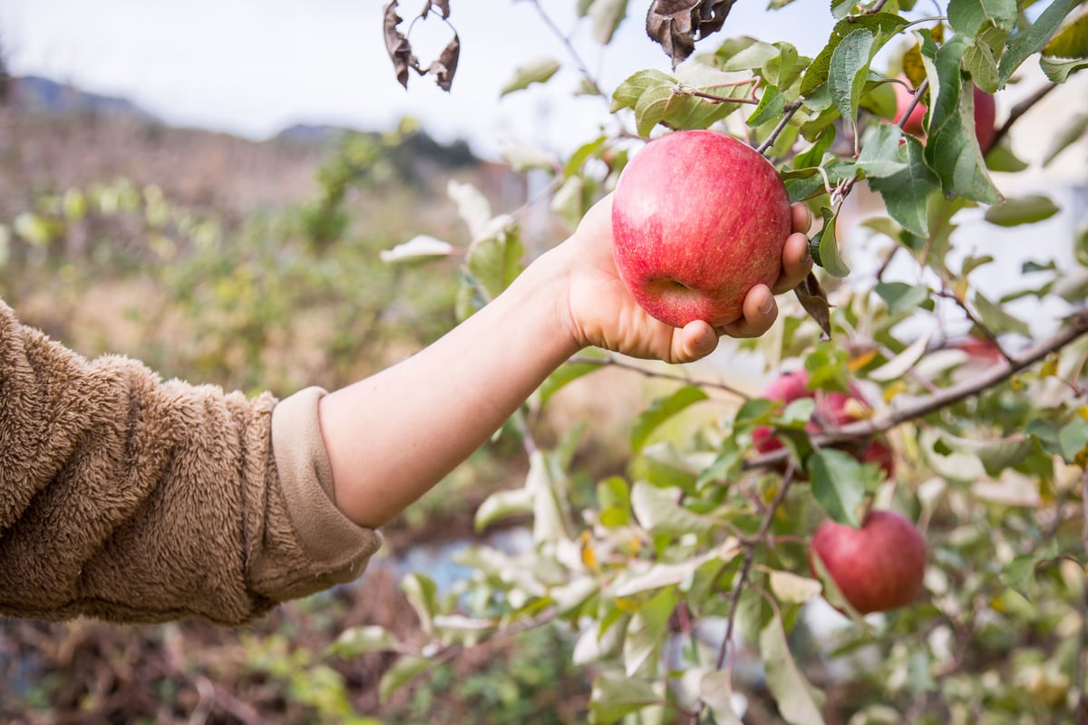 リンゴジュース定期便 毎月6本お届けコース | FARM&CIDERY