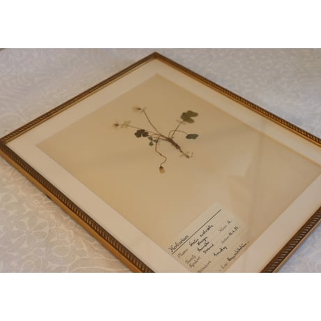 pressed flower tapestry wood sorrel