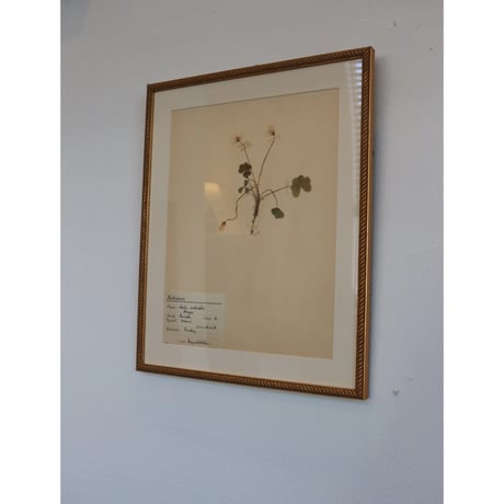 pressed flower tapestry wood sorrel
