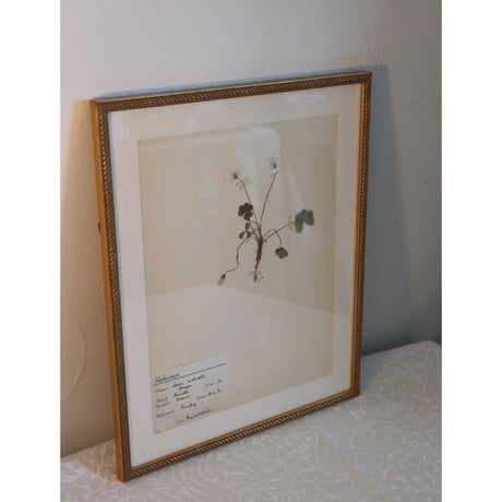 pressed flower tapestry wood sorrel