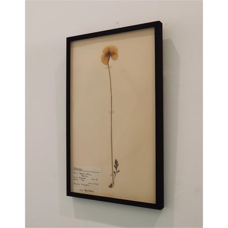pressed flower tapestry poppy