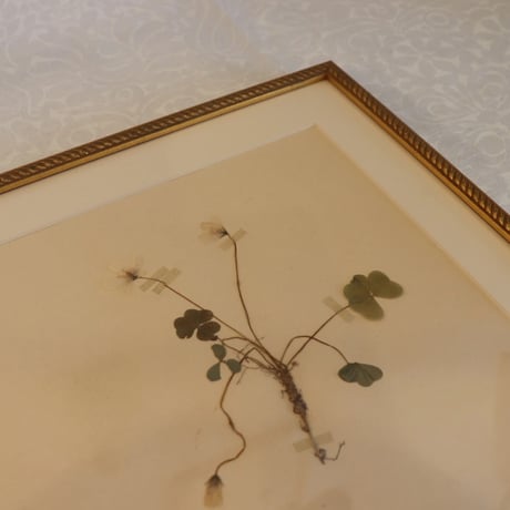 pressed flower tapestry wood sorrel