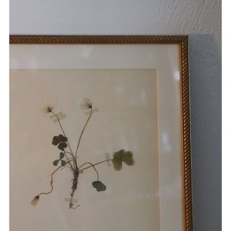 pressed flower tapestry wood sorrel