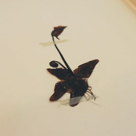 pressed flower tapestry butterwort