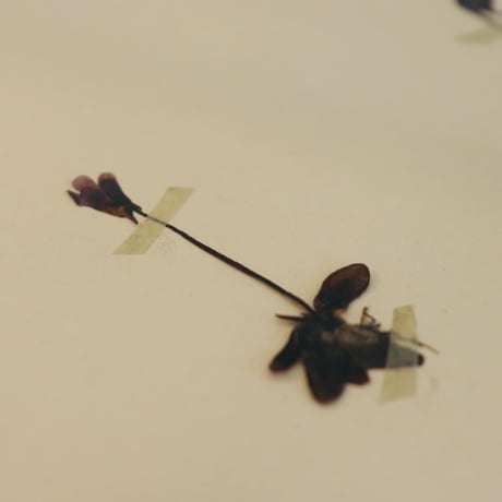 pressed flower tapestry butterwort