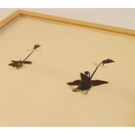 pressed flower tapestry butterwort