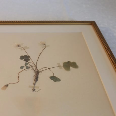pressed flower tapestry wood sorrel