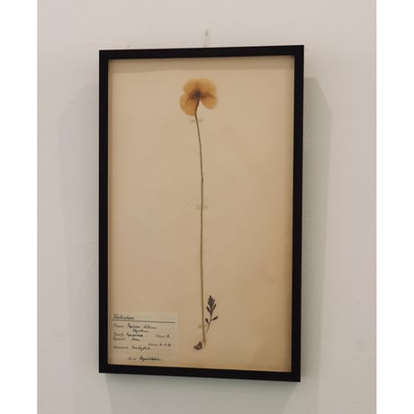 pressed flower tapestry poppy
