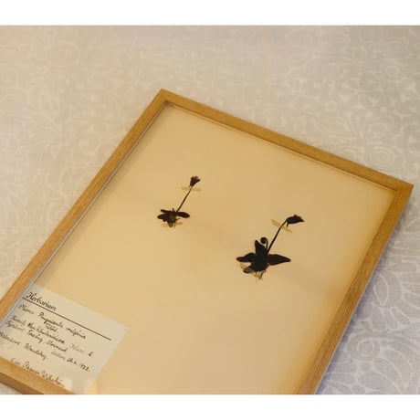 pressed flower tapestry butterwort