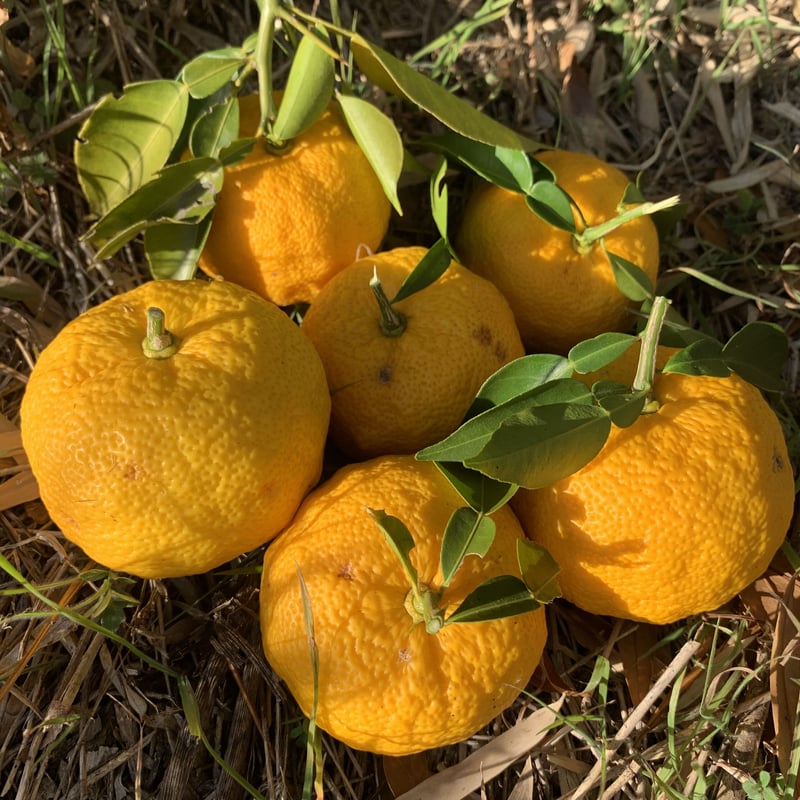 ゆずP様　土曜日 ゆず茶 200g【4個セット】 | おまとめセット | 柚子彩【公式